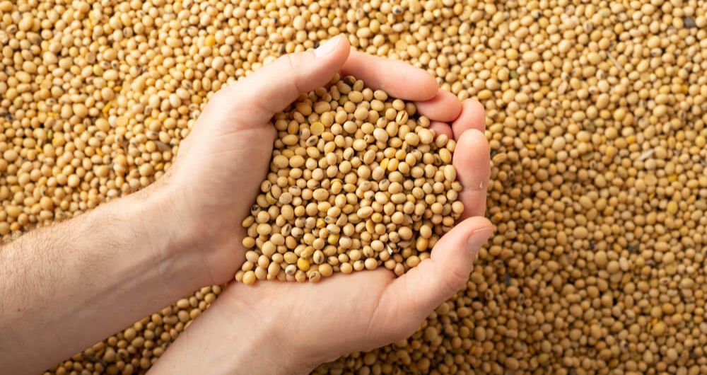 Hands holding soybeans against a background of soybeans